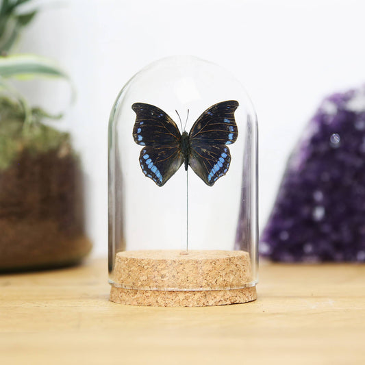 Laodice Untailed Charaxes Bell Jar