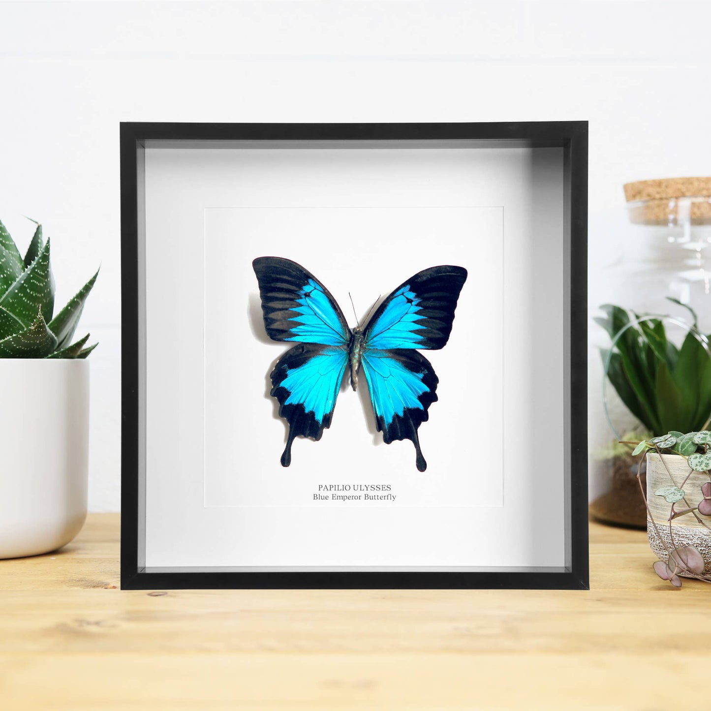 Blue Emperor Butterfly Frame