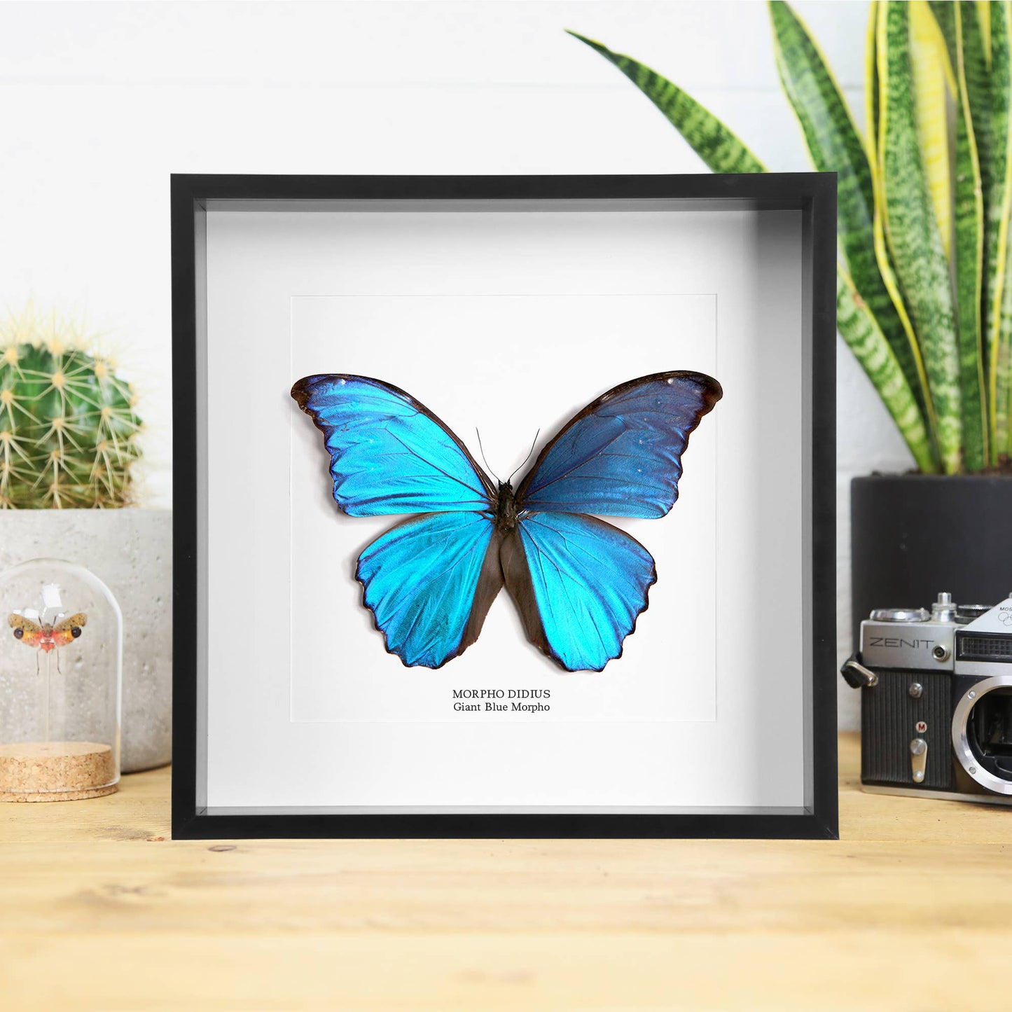 Giant Blue Morpho Butterfly Frame