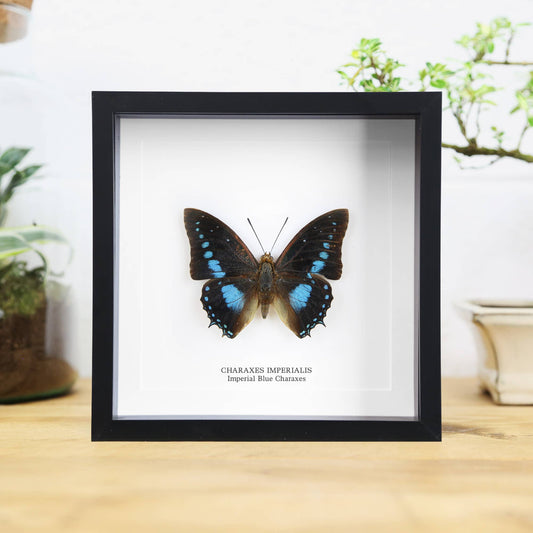 Imperial Blue Charaxes Frame